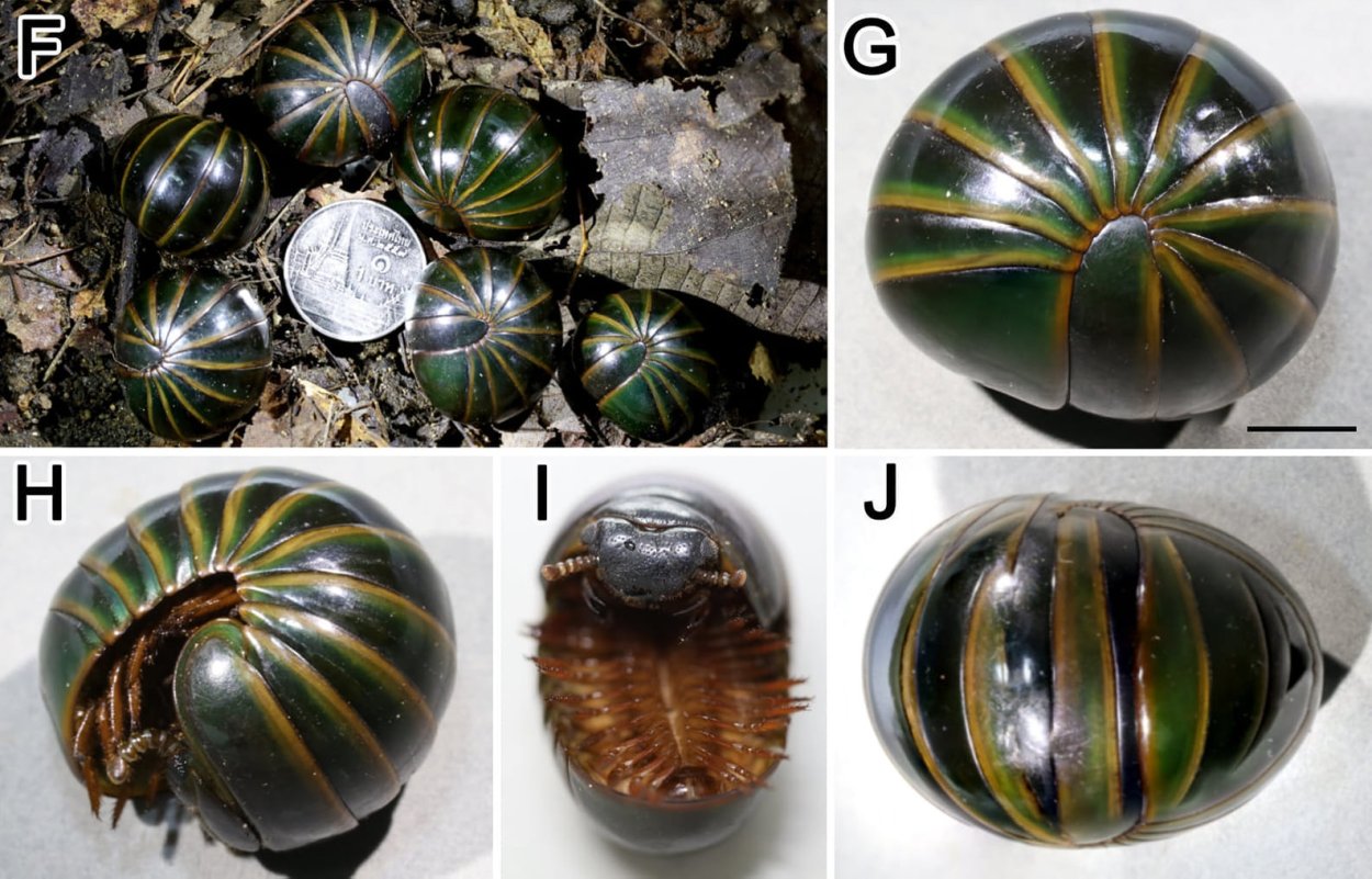 Арбузики насекомые