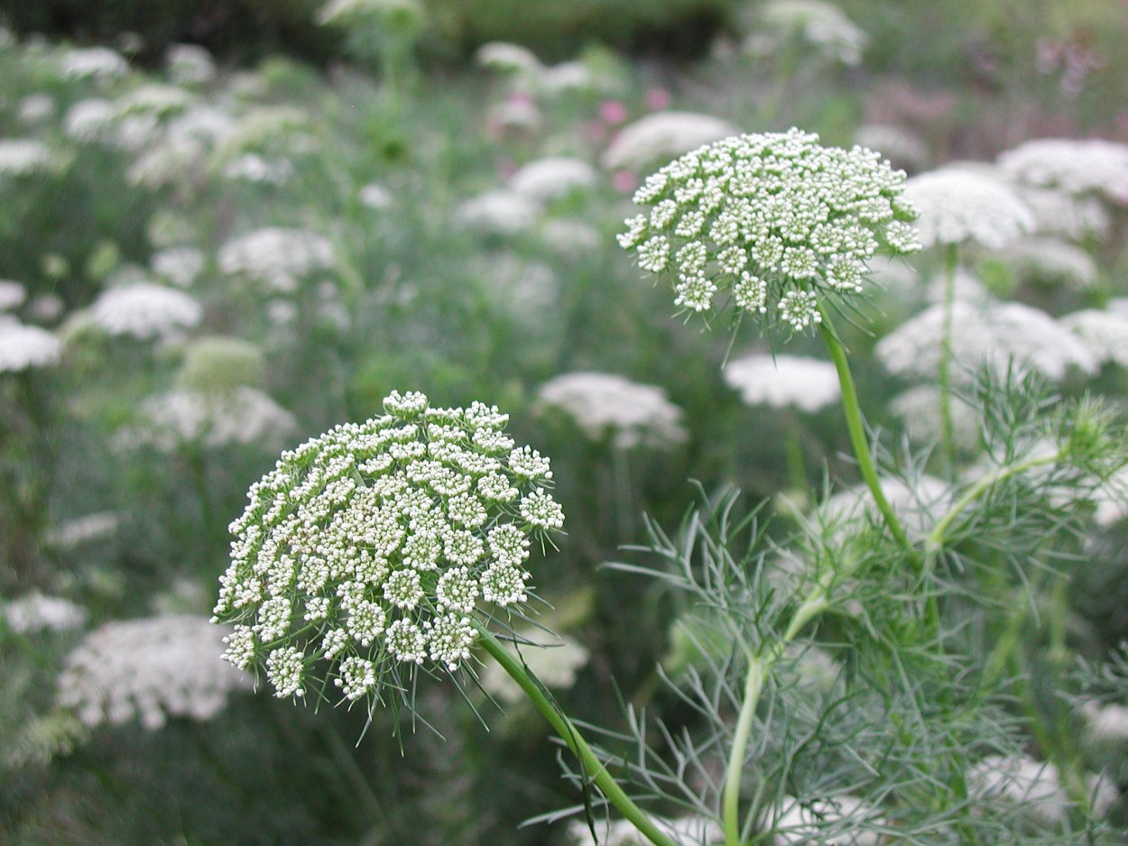 РђРјРјРё Visnaga