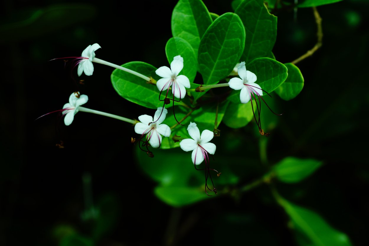 Клеродендрум инерме безоружный