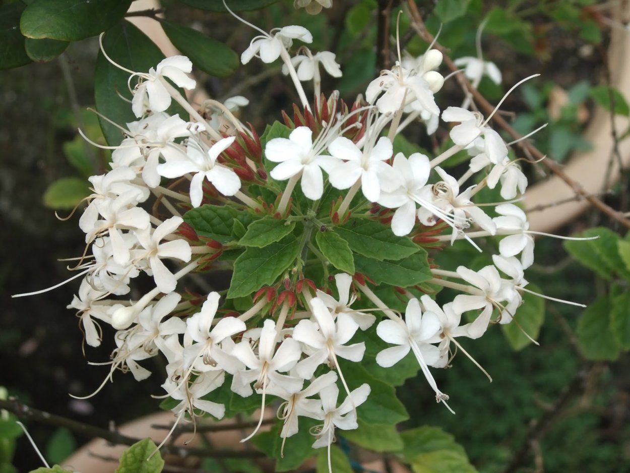 Клеродендрум Акулеатум