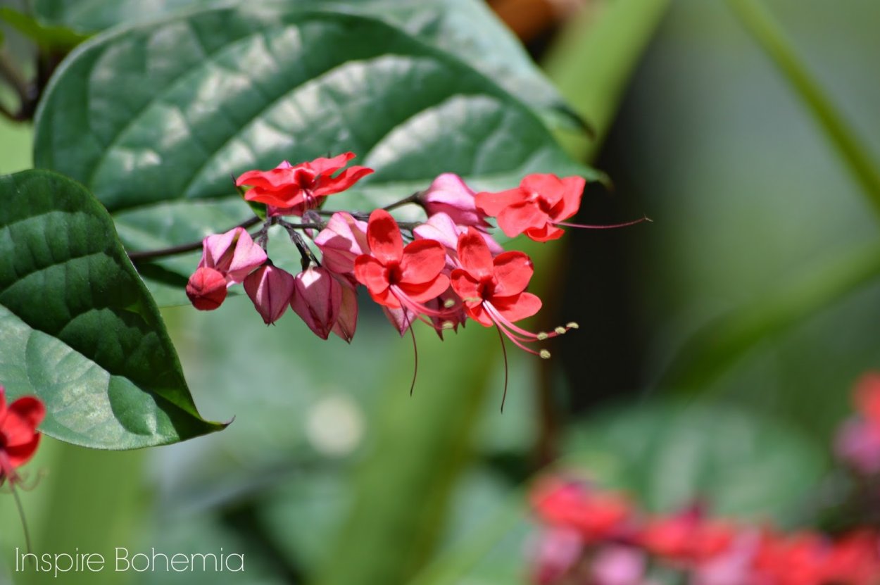 Клеродендрум буханай