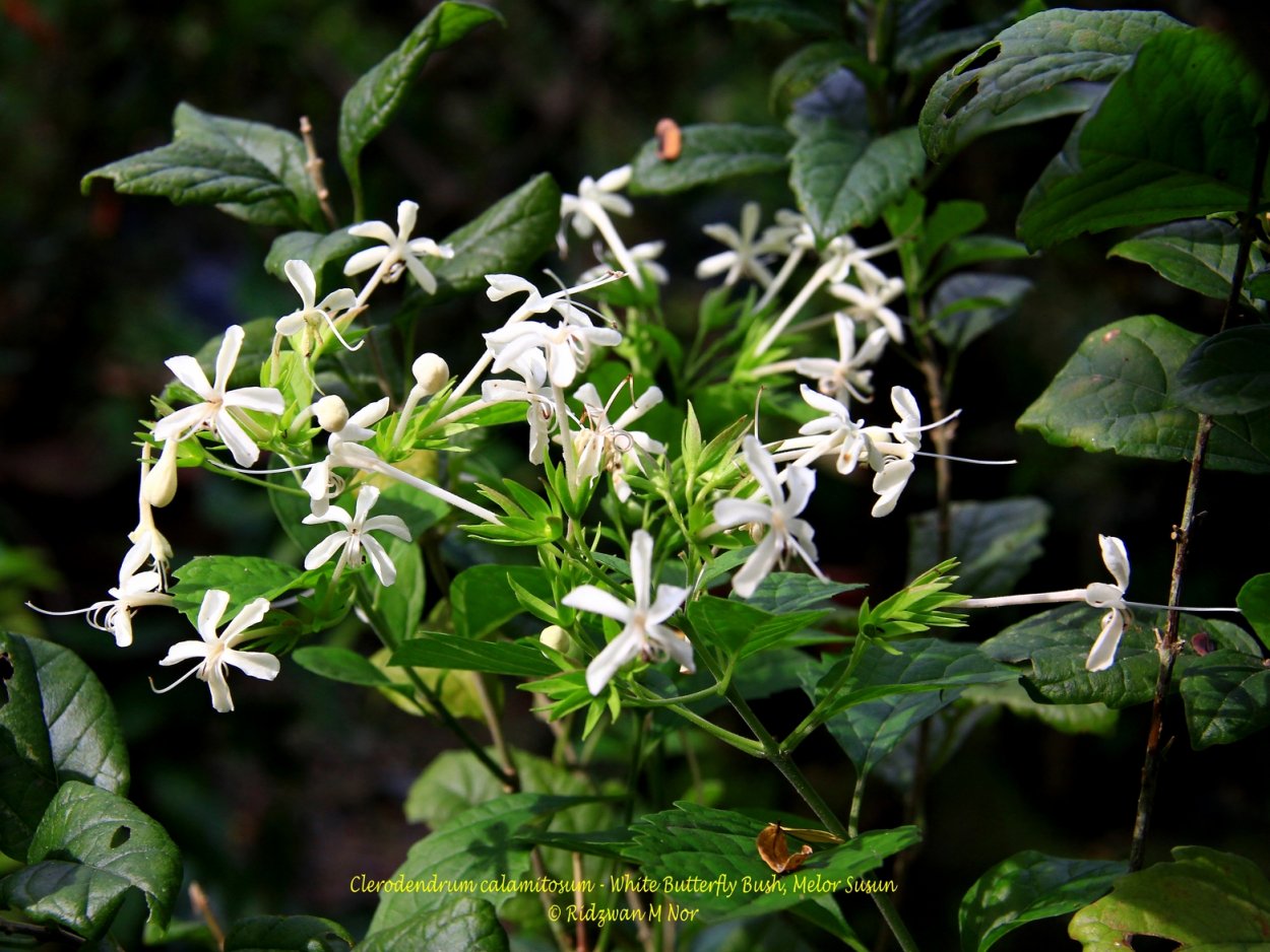 Клеродендрум спикатум ортосифон