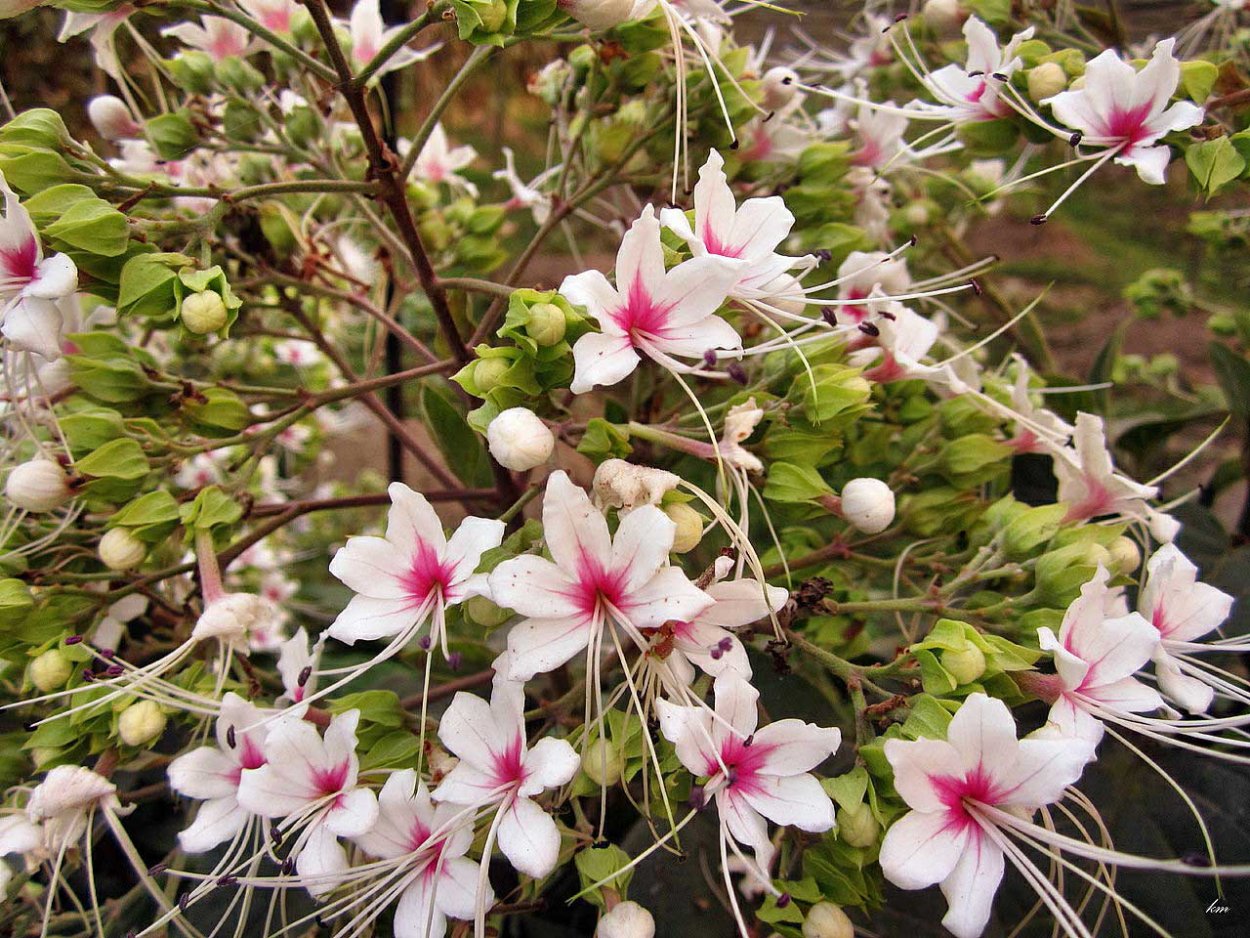 Клеродендрум инфортунатум