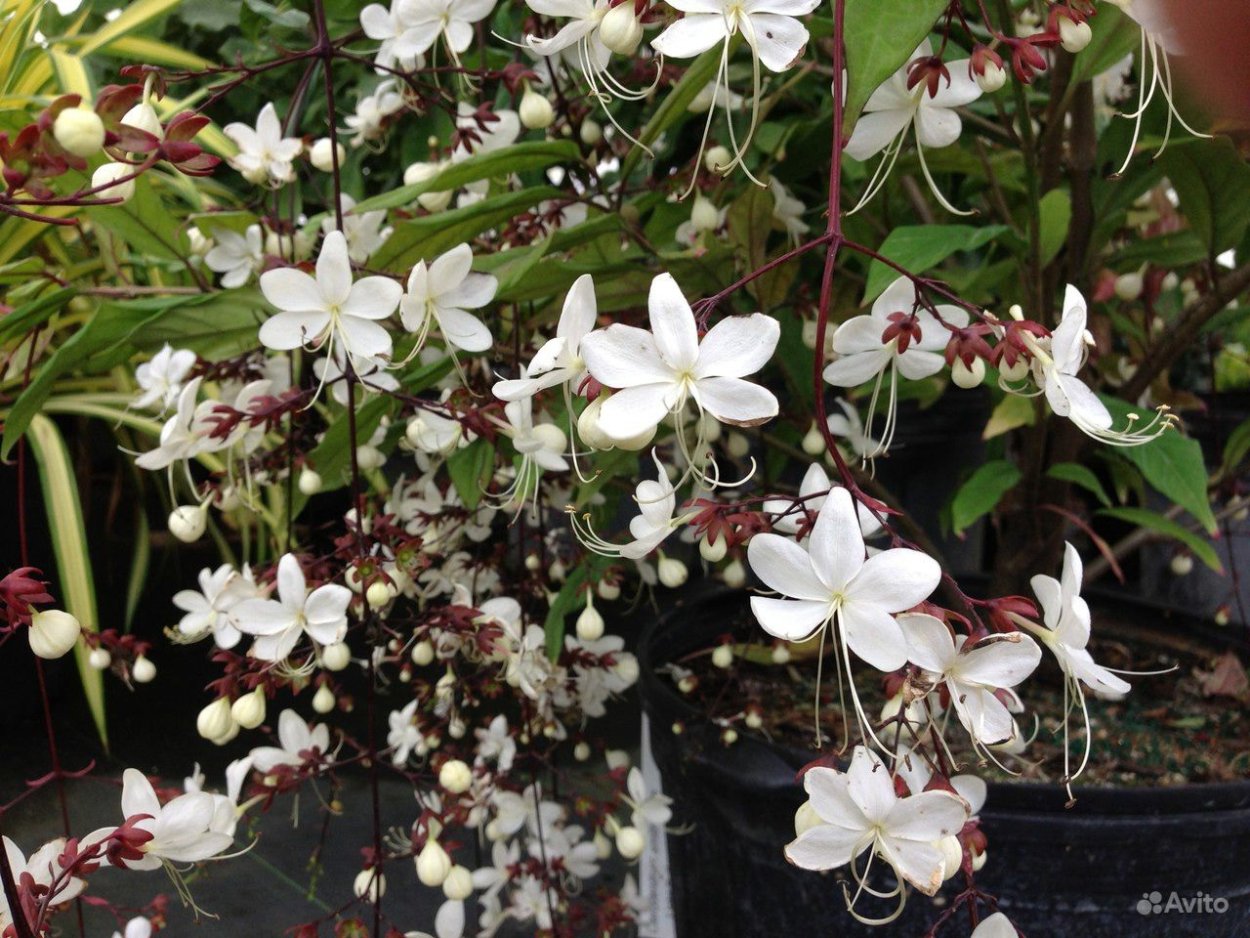 Клеродендрум Шмидта