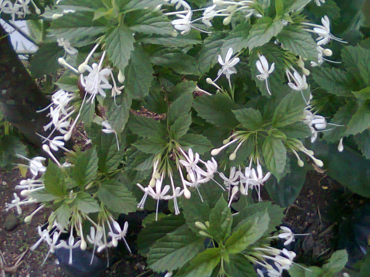 Каламитозум фото