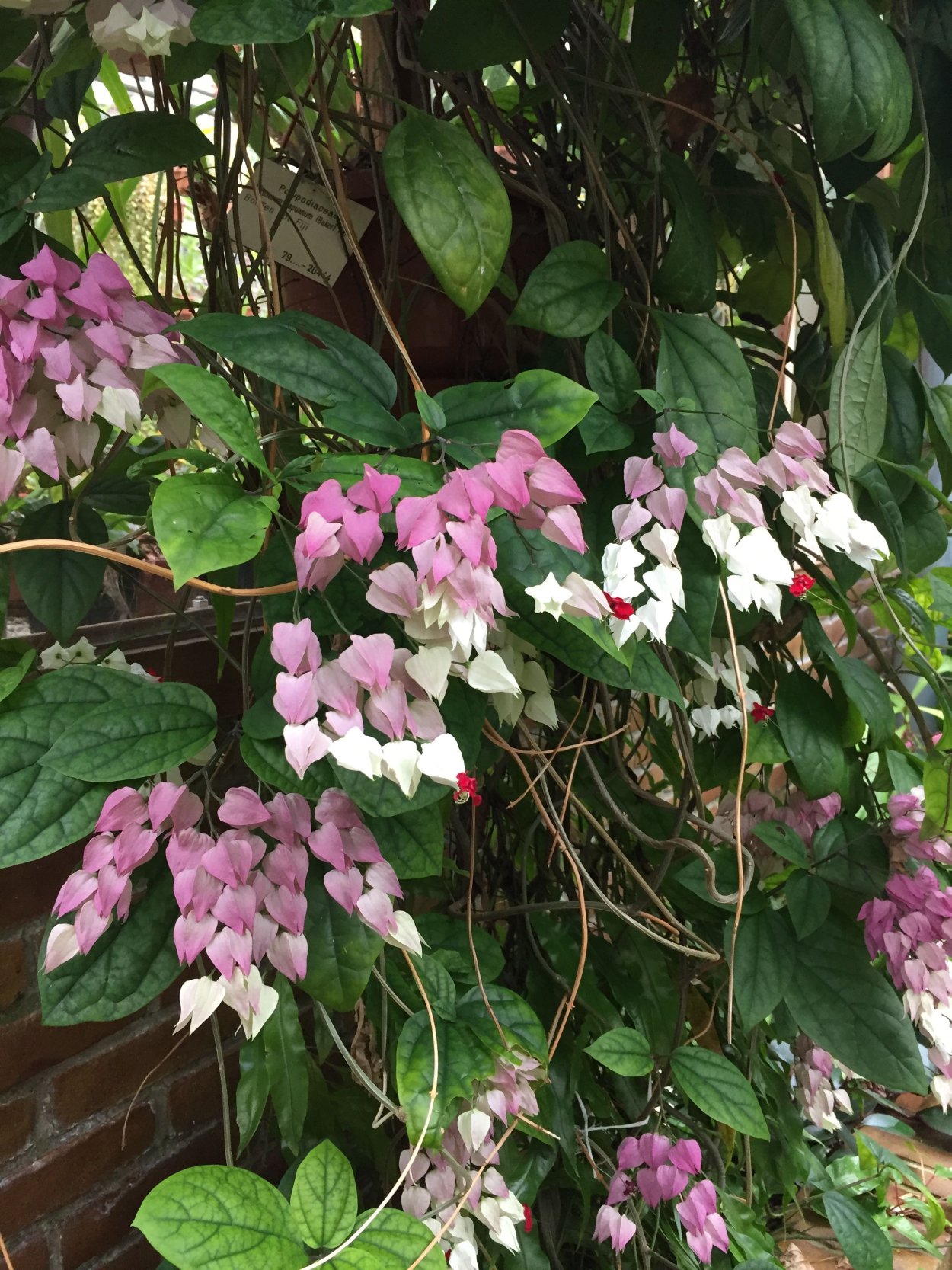 Клеродендрон Лиана