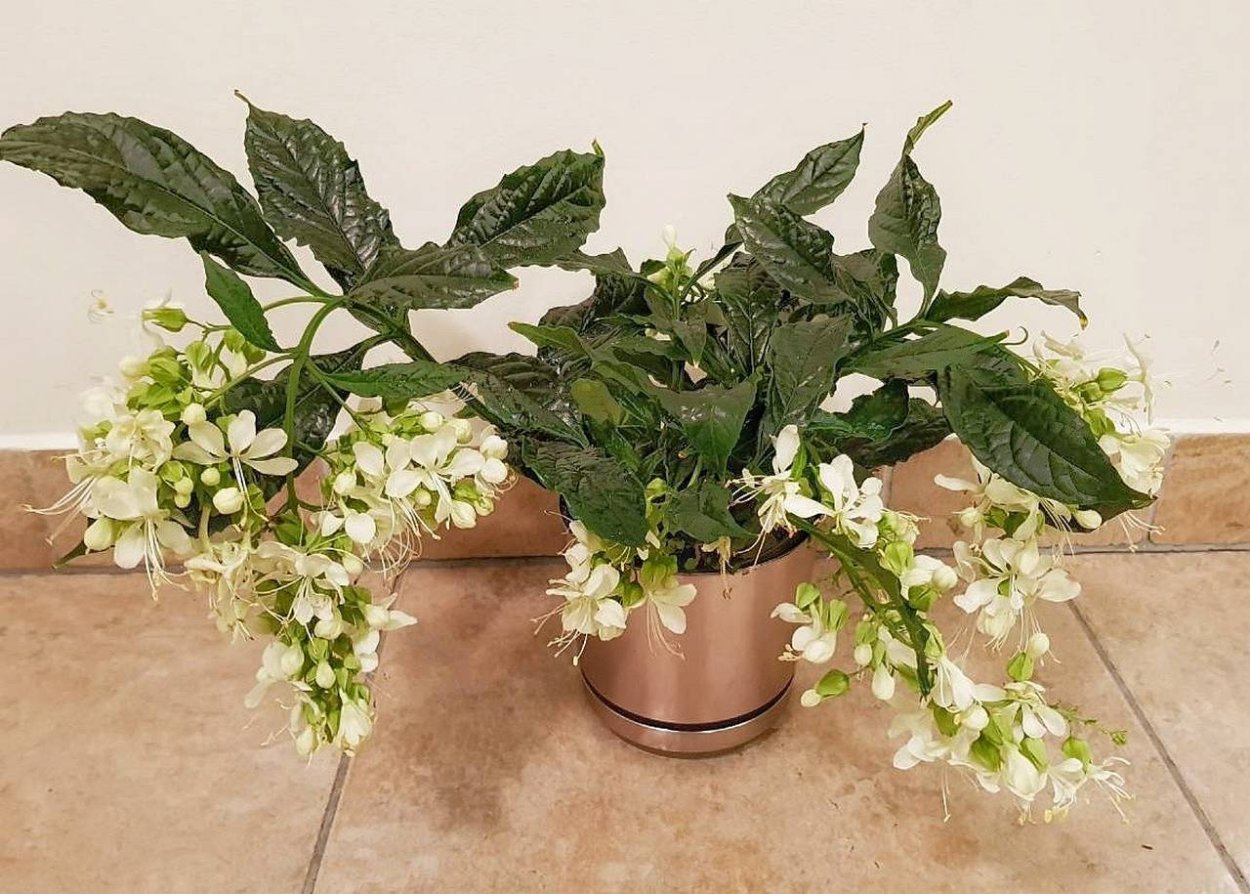 Клеродендрум Уоллича Просперо