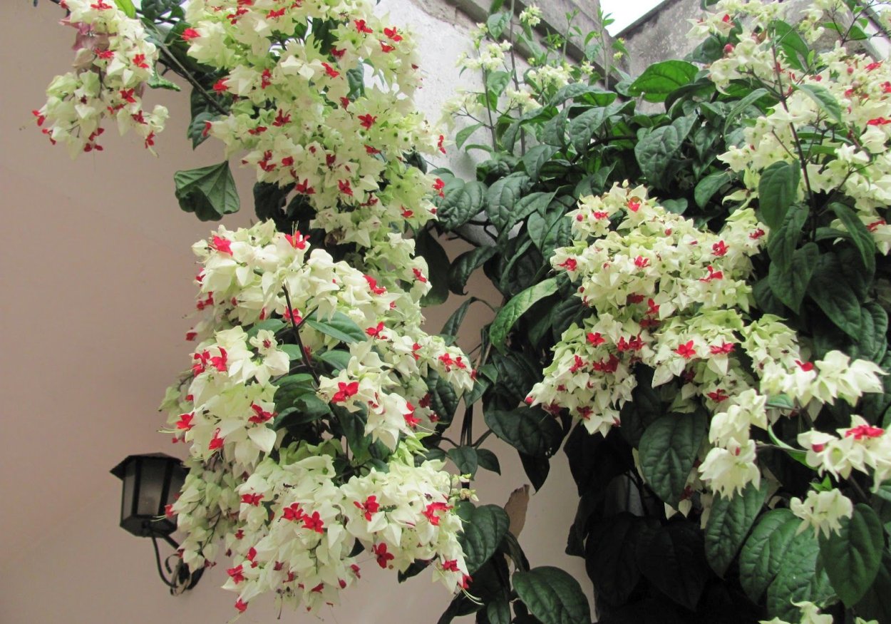 Клеродендрум Томпсона