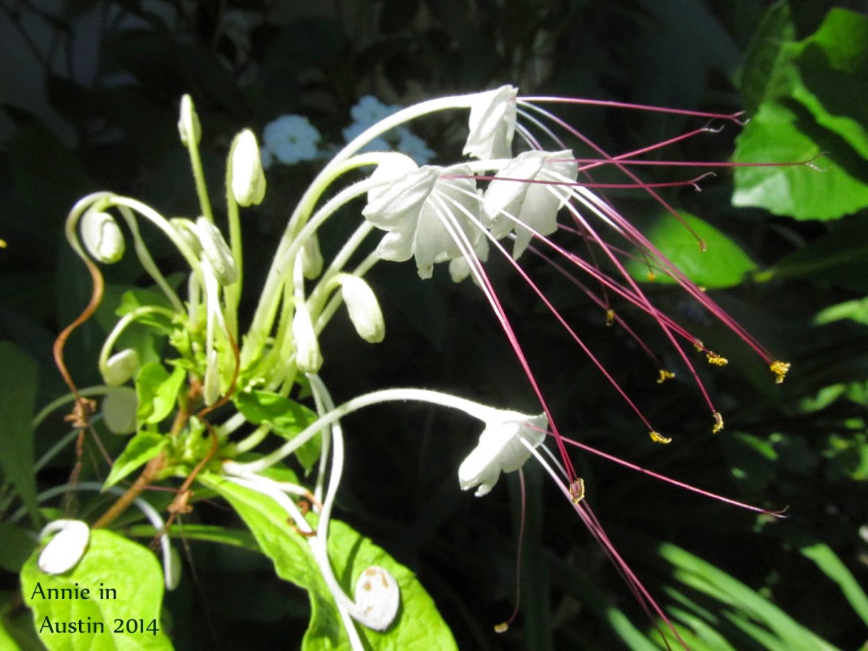 Клеродендрум ортосифон