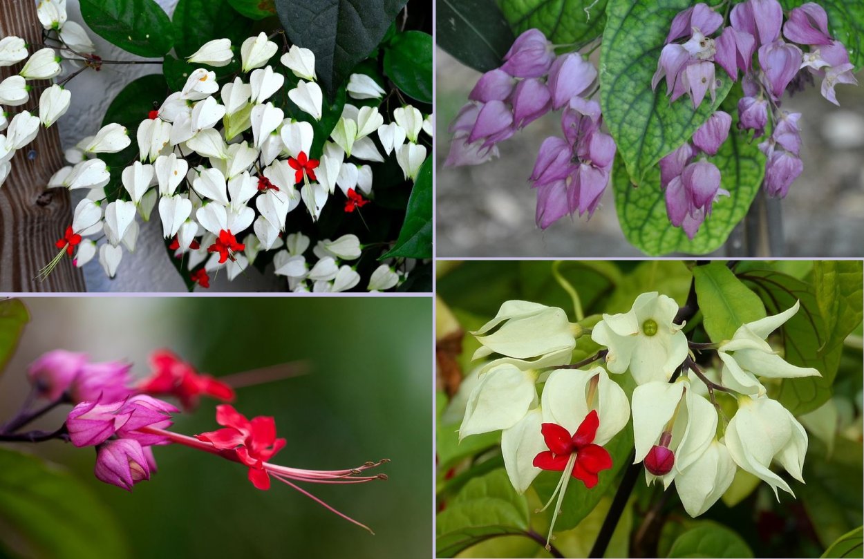 Цветок госпожи Томпсон клеродендрум