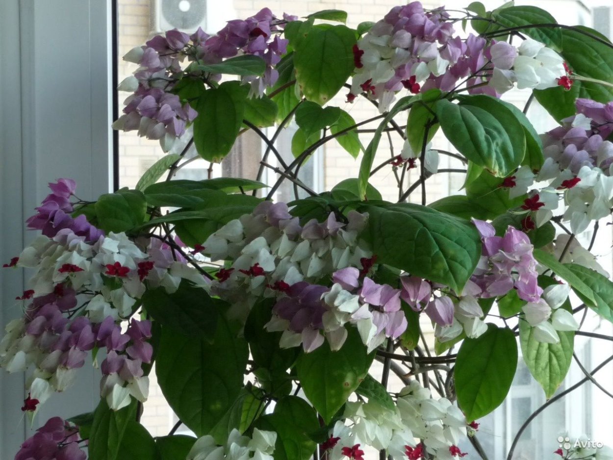 Клеродендрум госпожи Томпсон