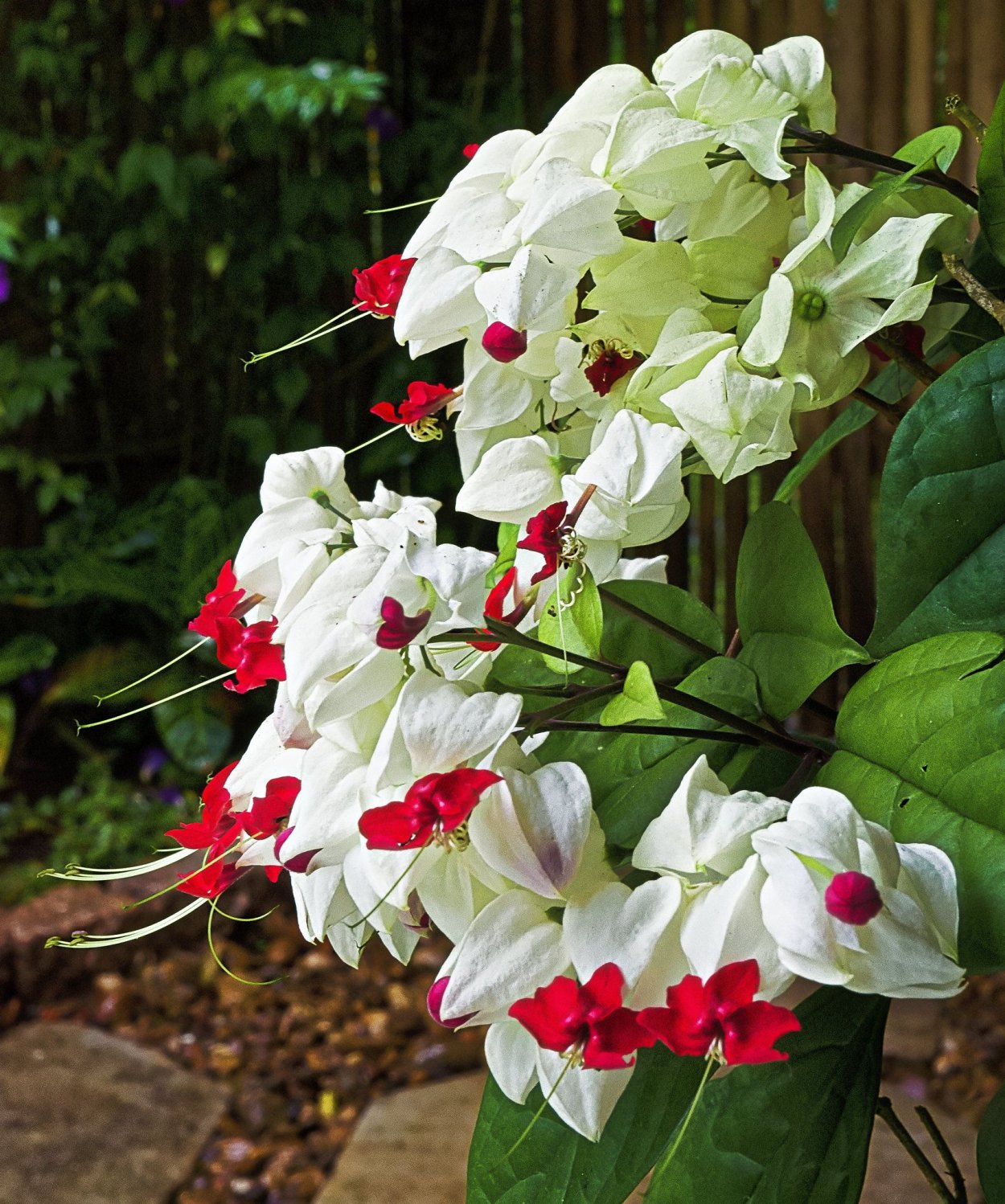 Clerodendrum thomsoniae