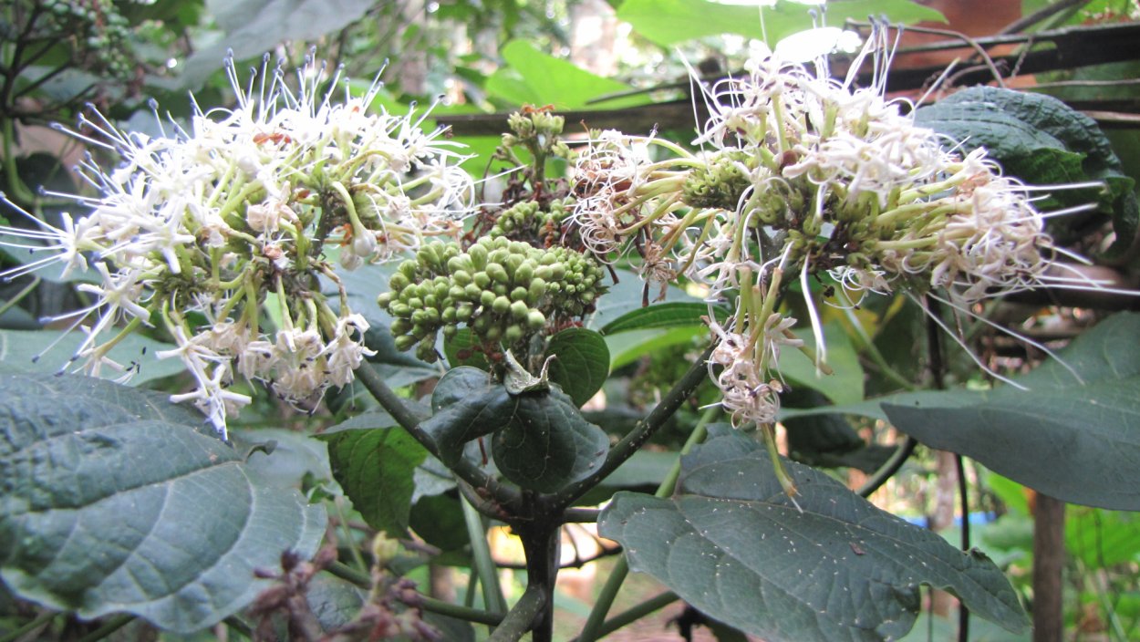 Клеродендрум квадрикуляре