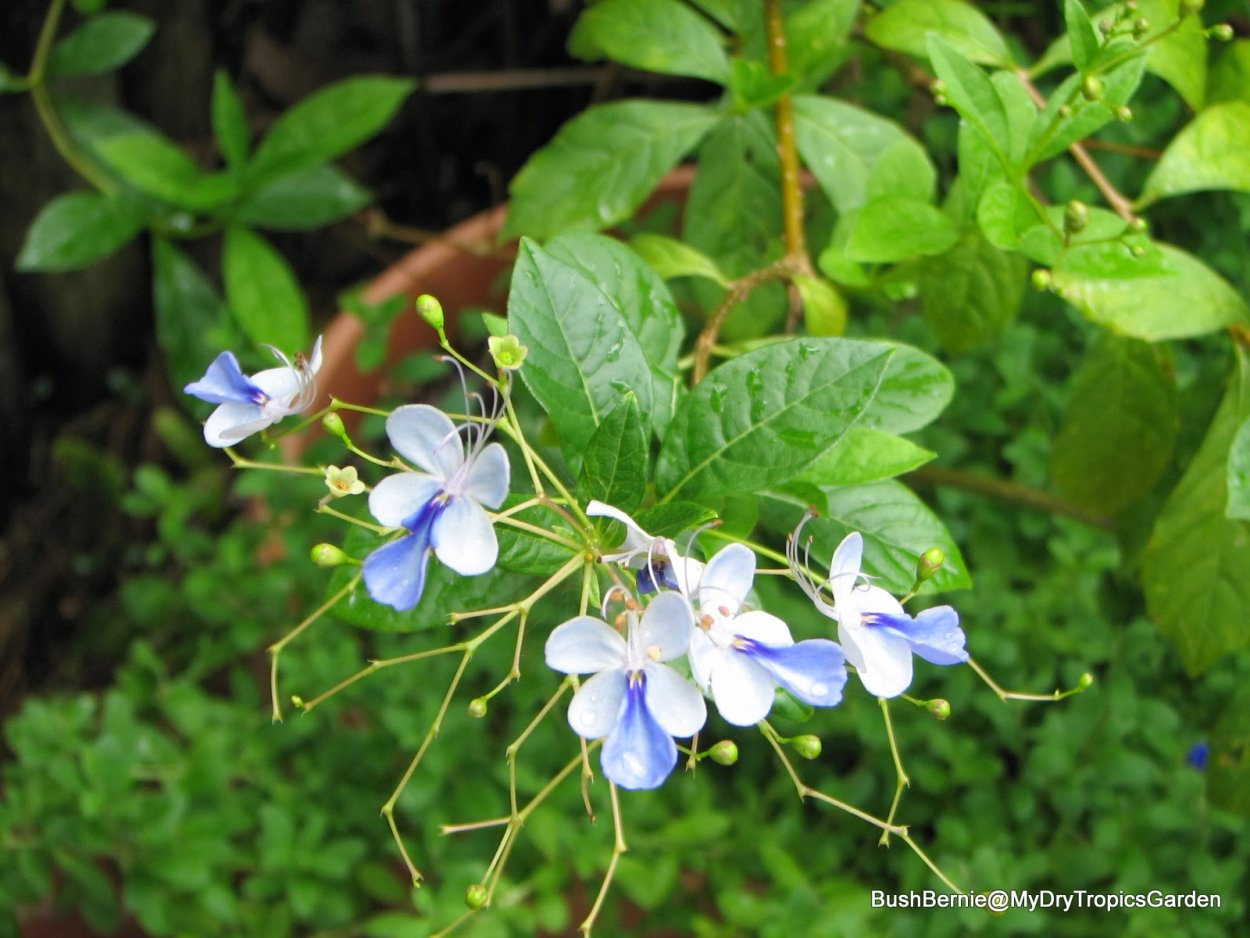 Clerodendrum kaichianum