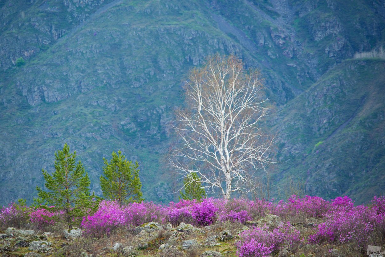 Алтай Катунь цветет маральник