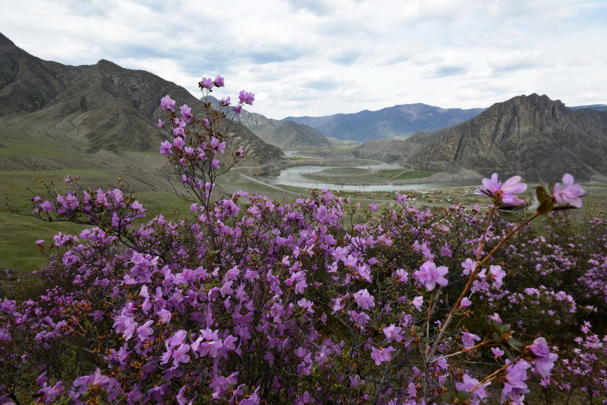 Маральник горный Алтай рододендрон