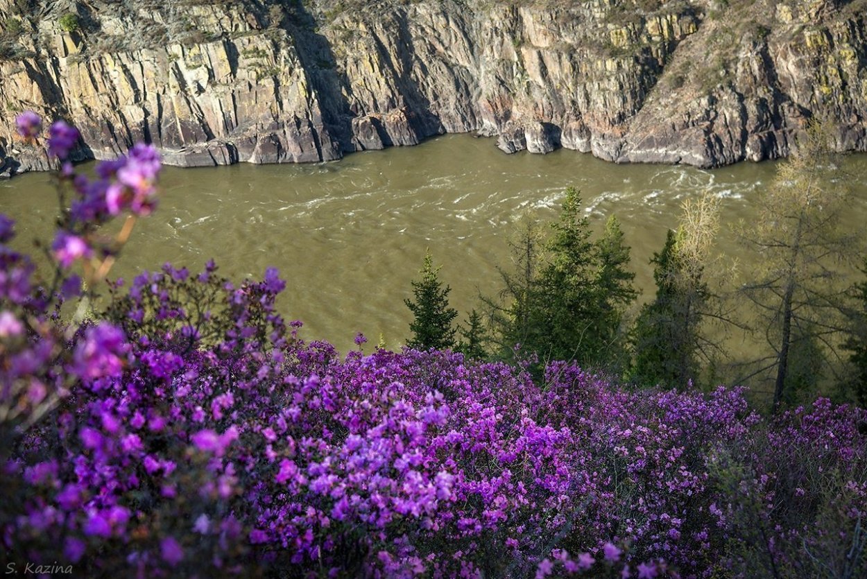 Горный Алтай цветение багульника