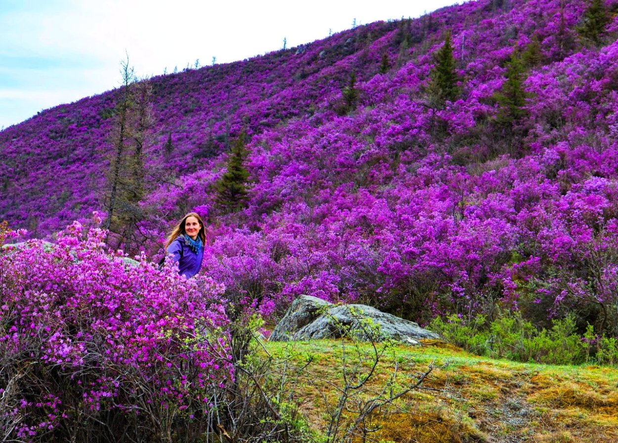 Цветение маральника на Алтае