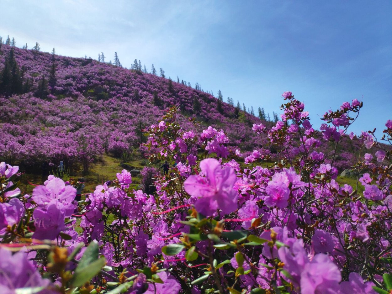 Маральник горный Алтай рододендрон
