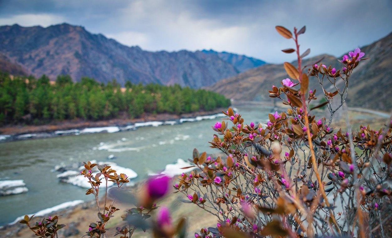 Цветение маральника на Алтае