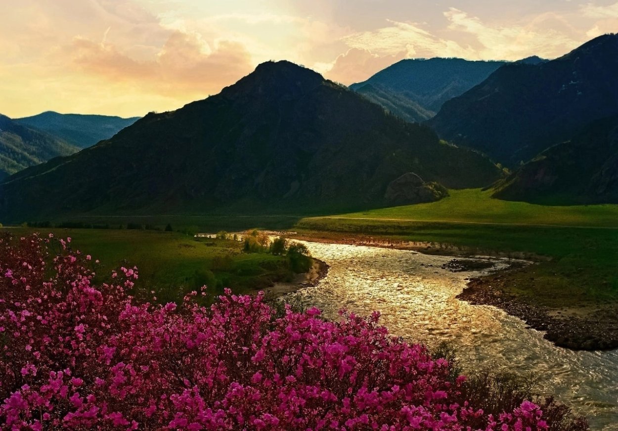 Цветение маральника горный Алтай