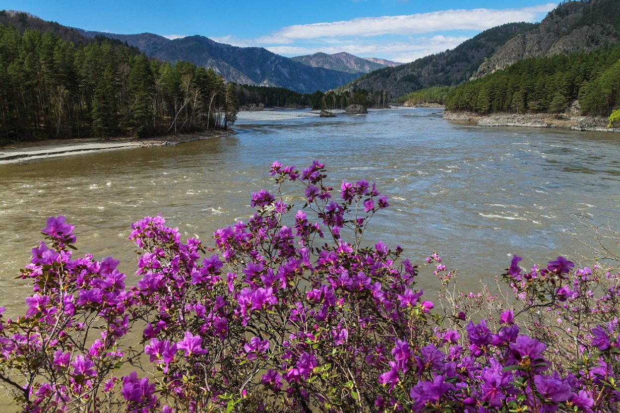 Весна Алтай Катунь маральник