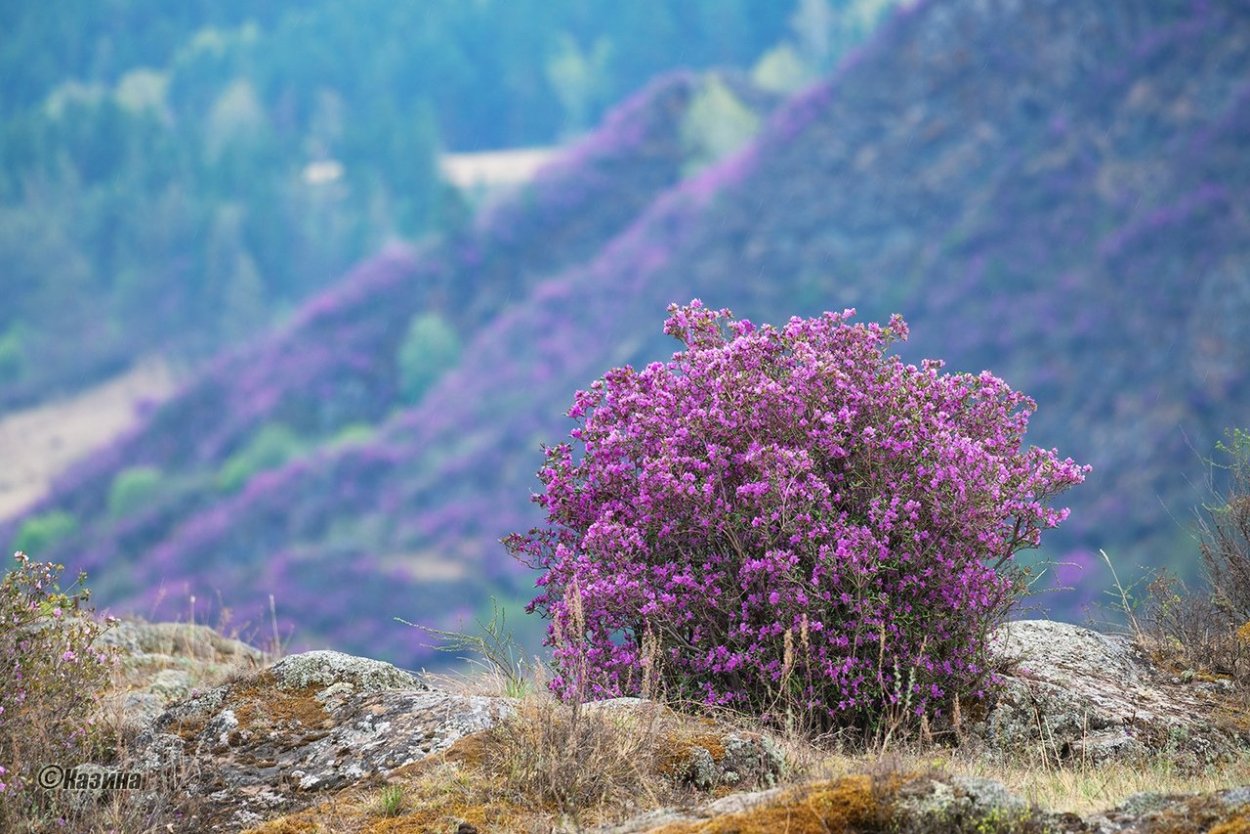 Республика Алтай цветение маральника