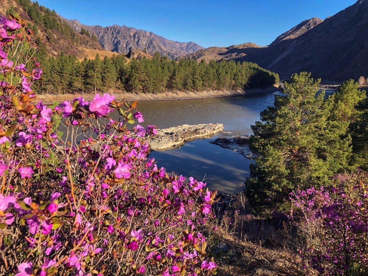 Горы с маральником Чемал