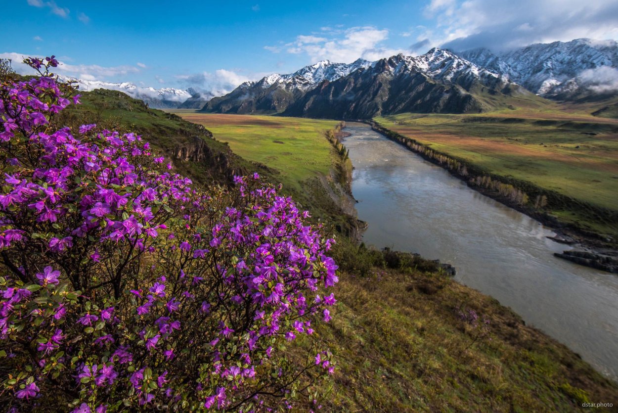 Алтай Катунь цветет маральник