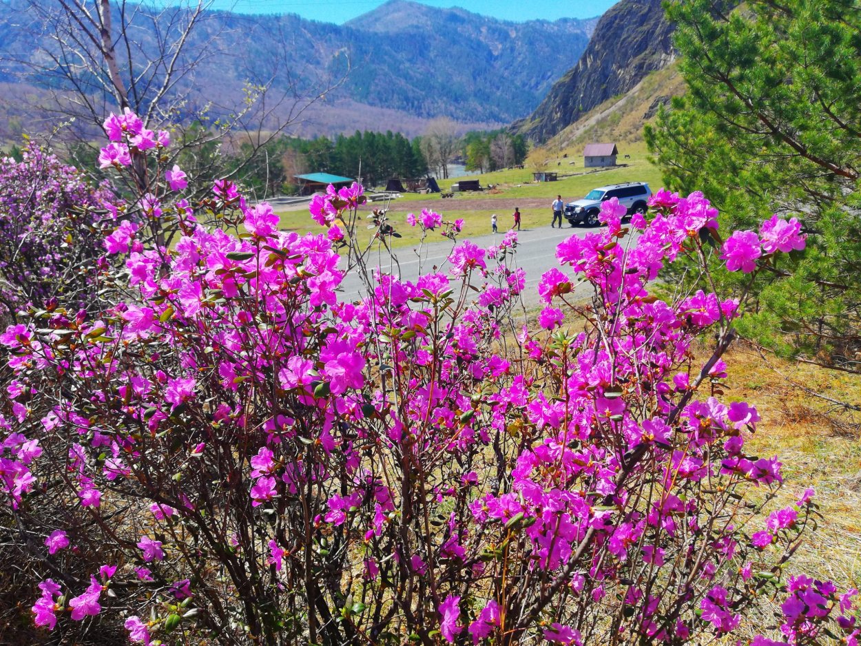Цветение маральника горный Алтай