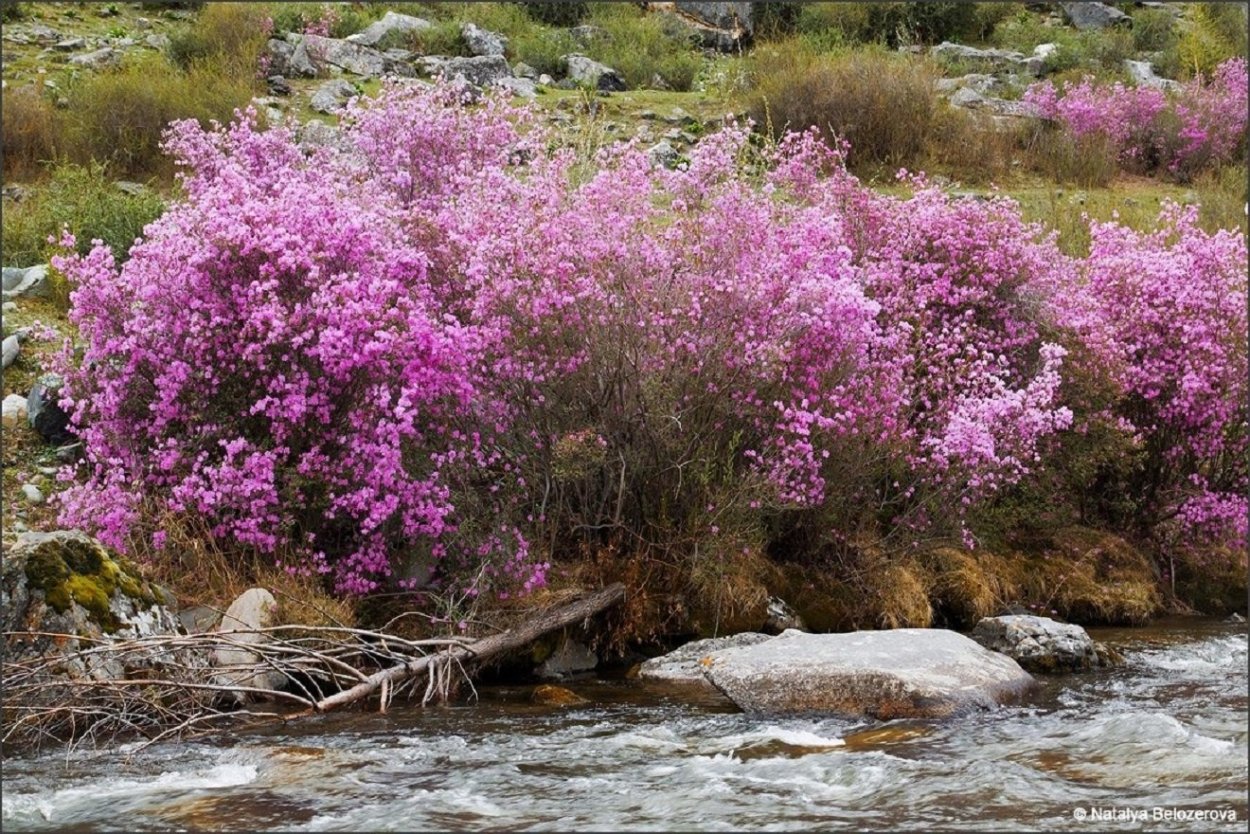 Куст маральника