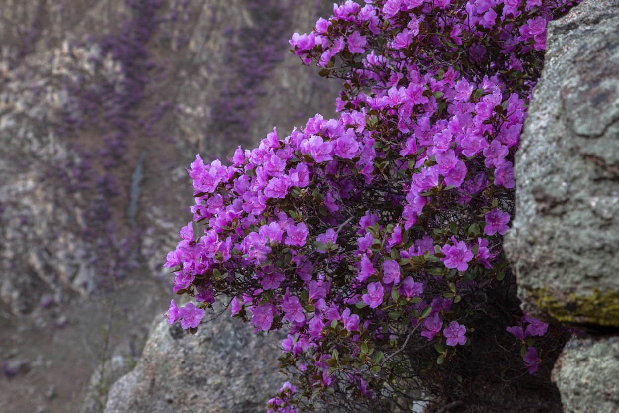 Алтайский край цветение маральника