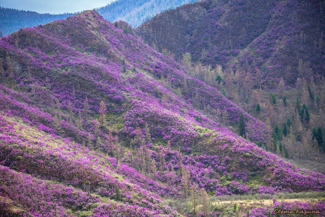 Маральник горный Алтай цветет