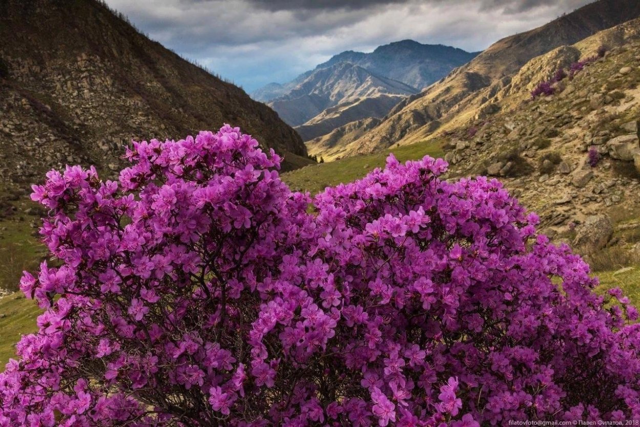 Рододендрон Даурский маральник