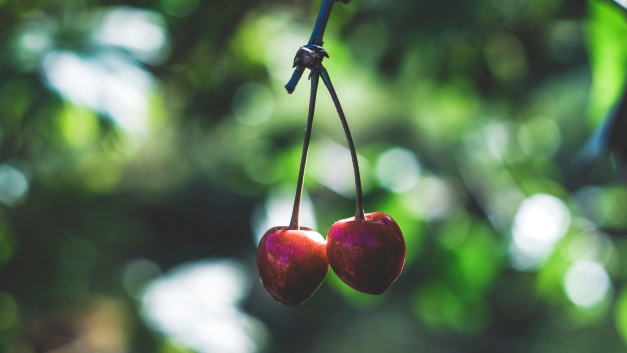 Вишня и черешня