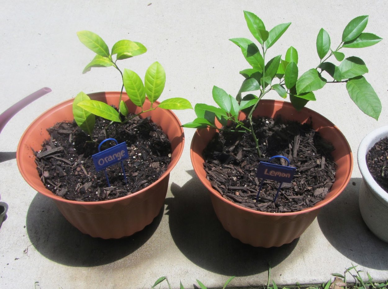 Росток черешни из косточки