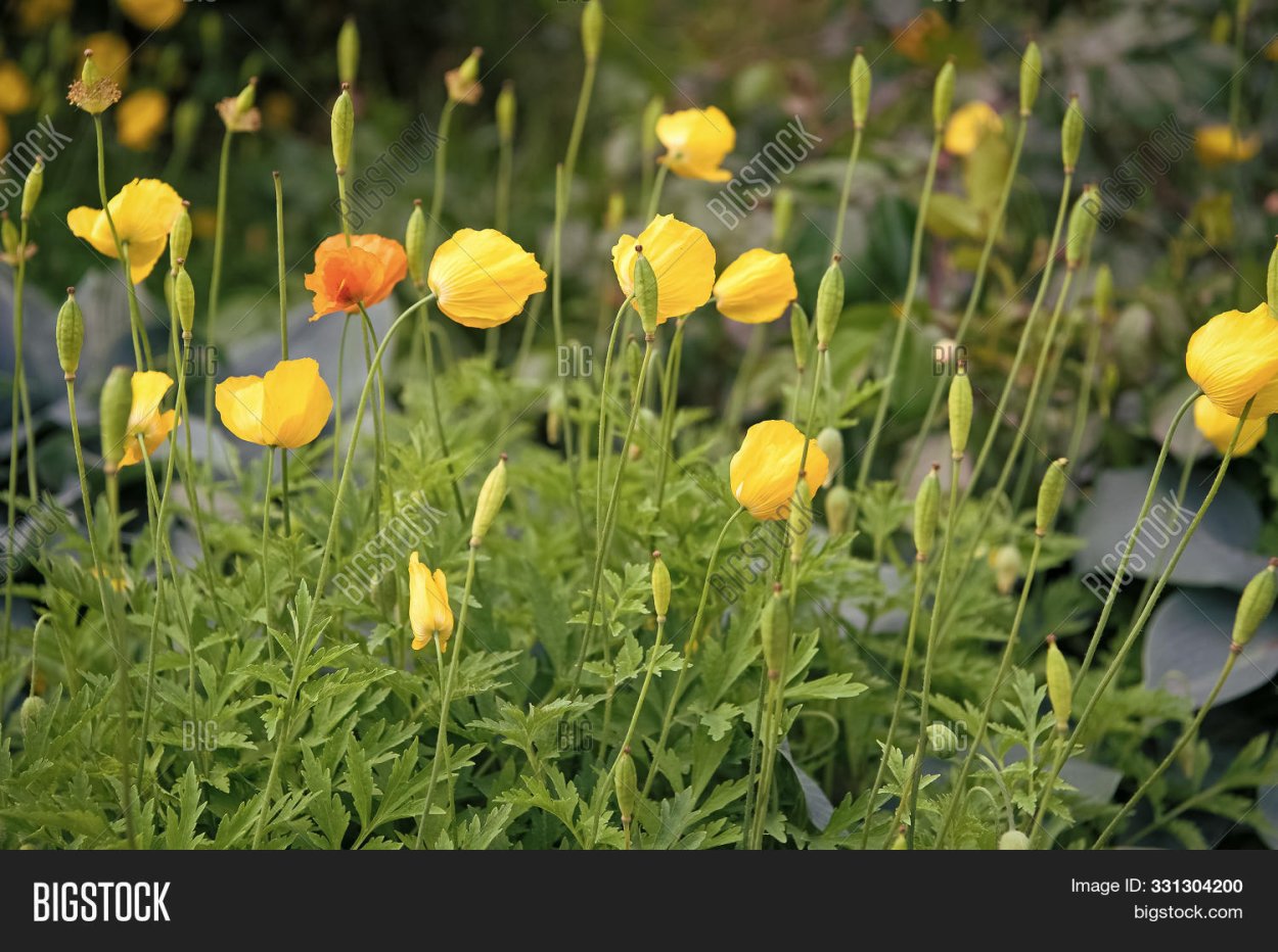 Мак желтый опиумный