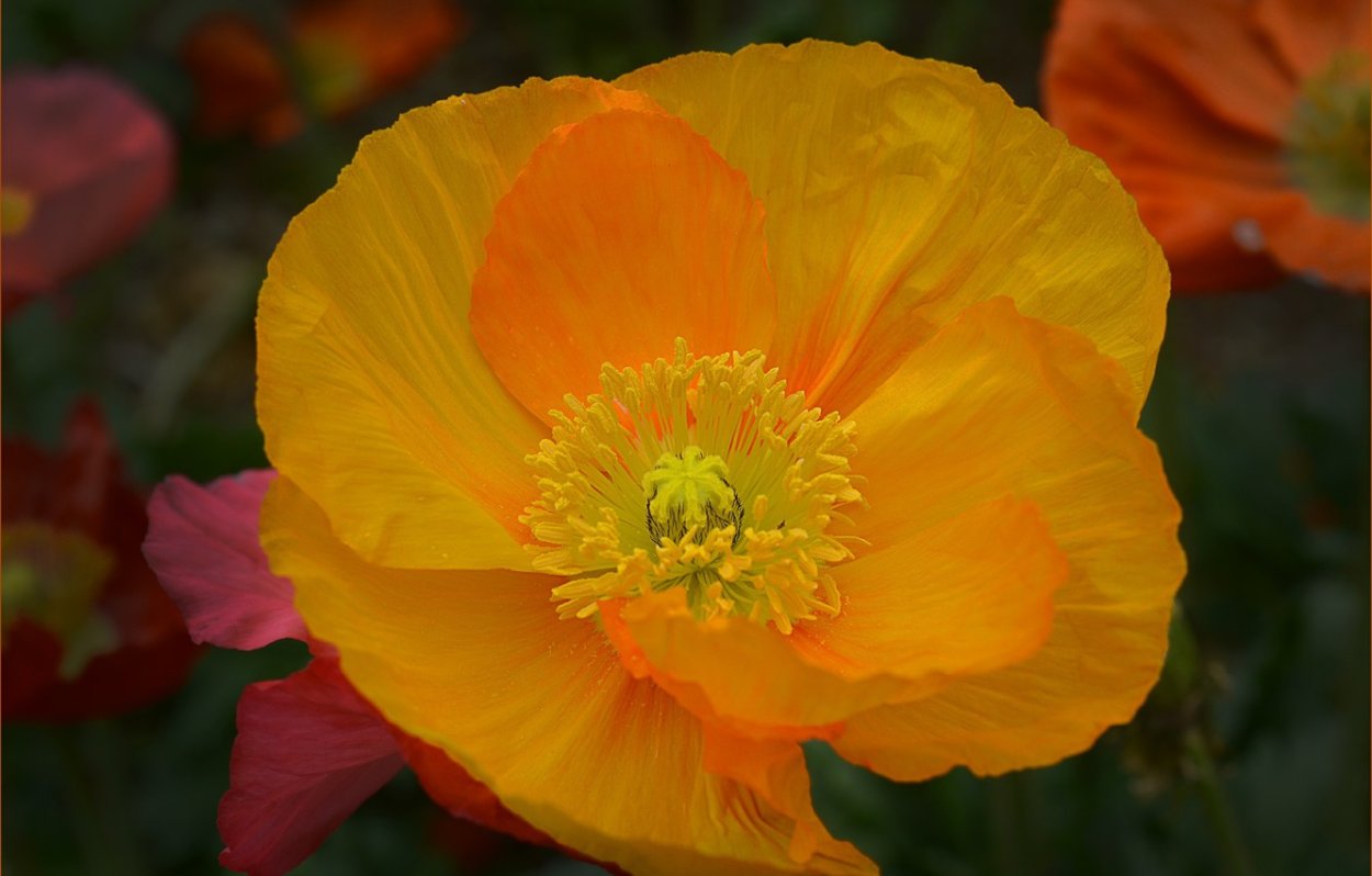 Мак Радиактум желтый