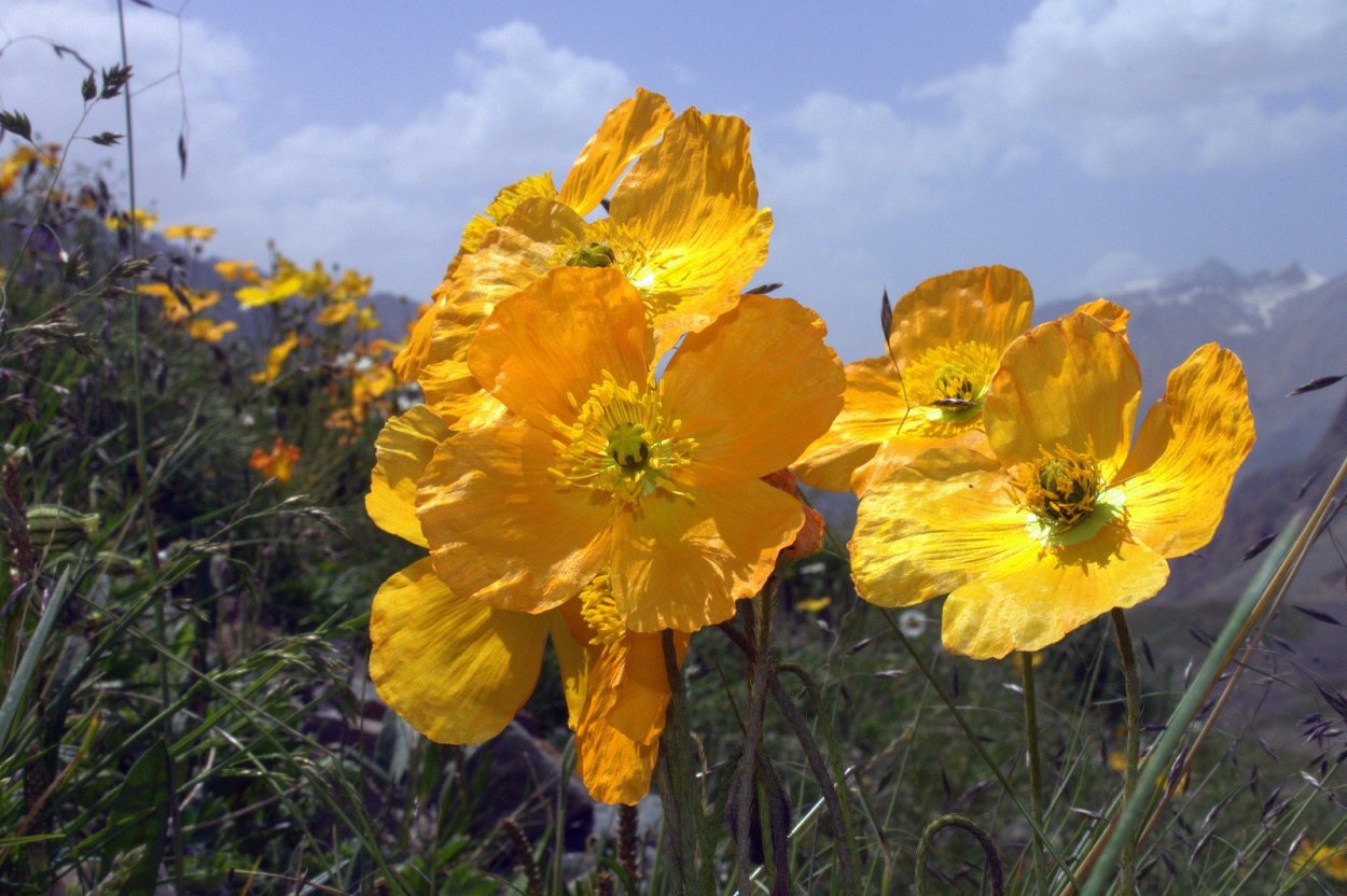 Мак желтый многолетний Лесной