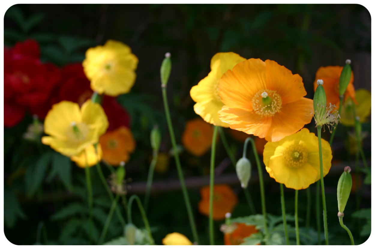 Желтый Мак полевой маленький