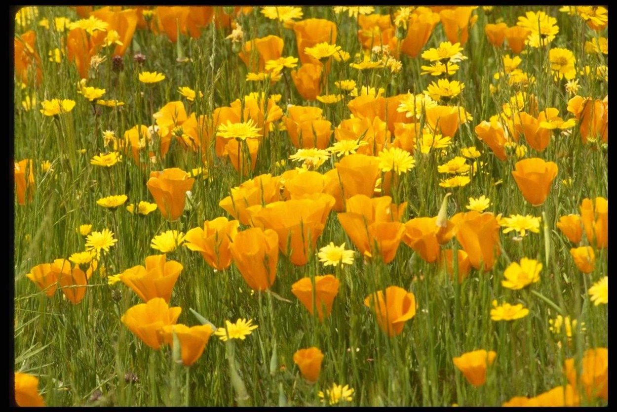 Поля желтых маком