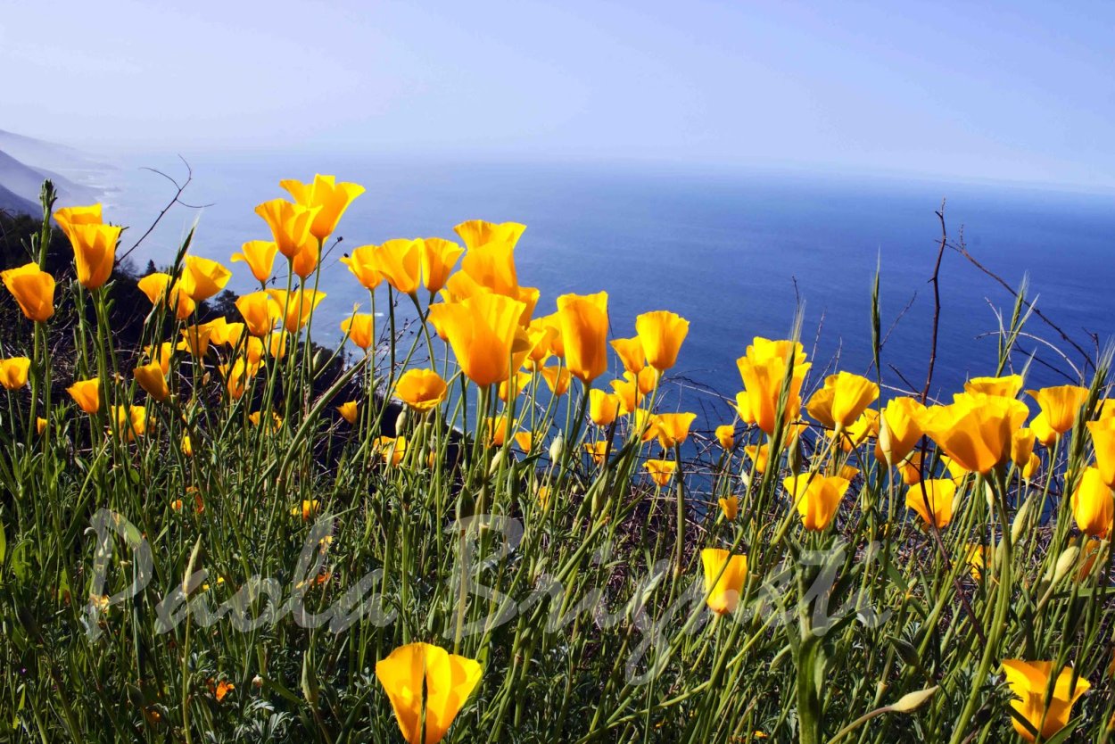Пейзаж с калифорнийскими желтыми маками