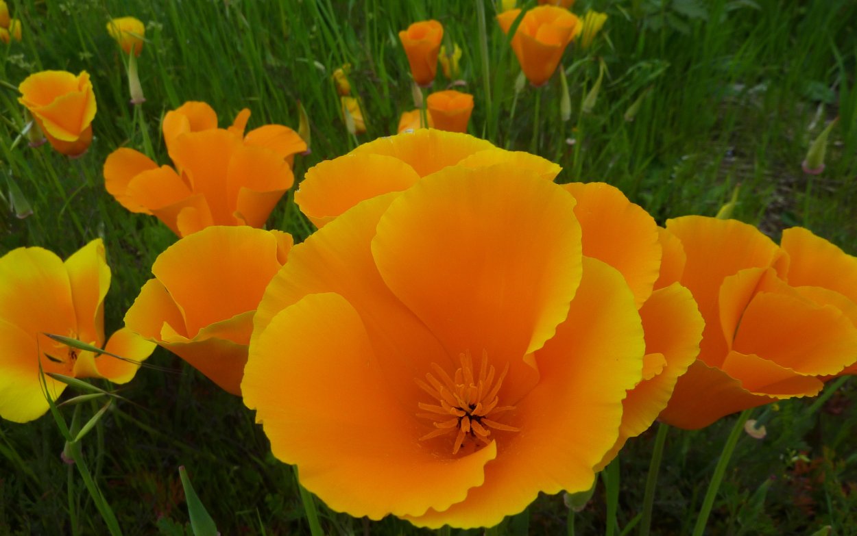 Мак желтый дикий