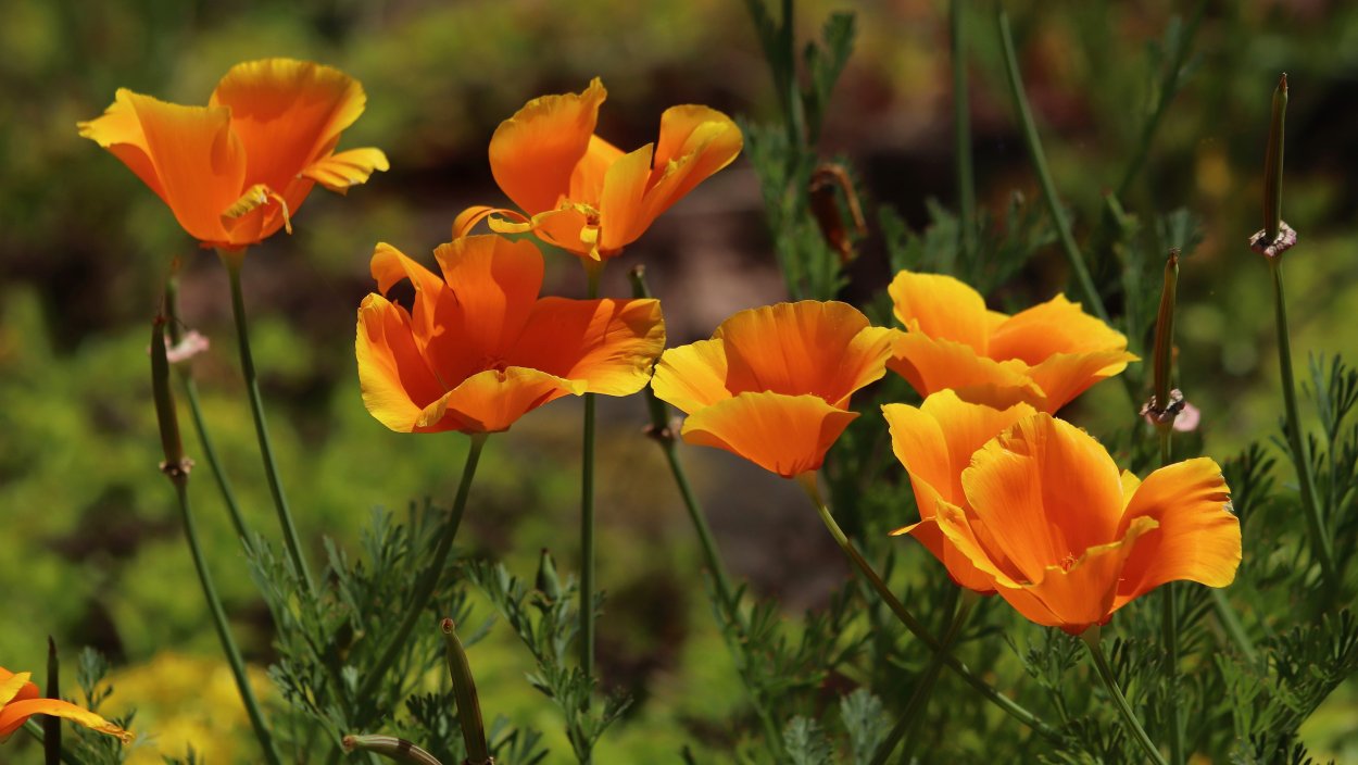 Эшшольция оранжевая