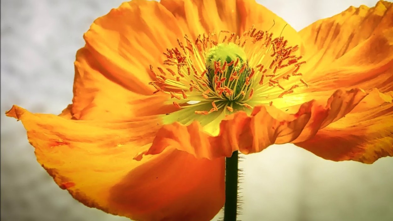 Желтые маки