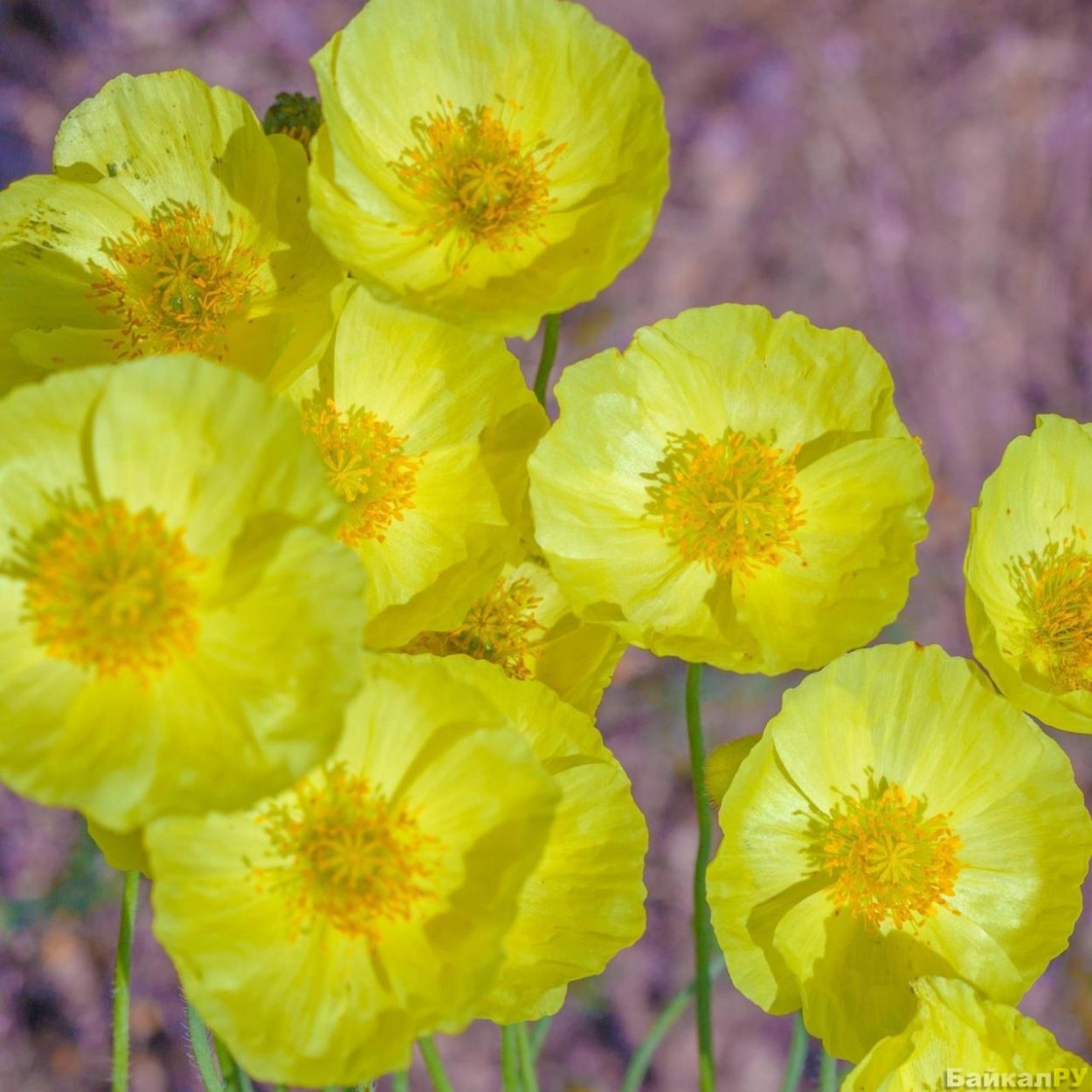 Мак Хакасский