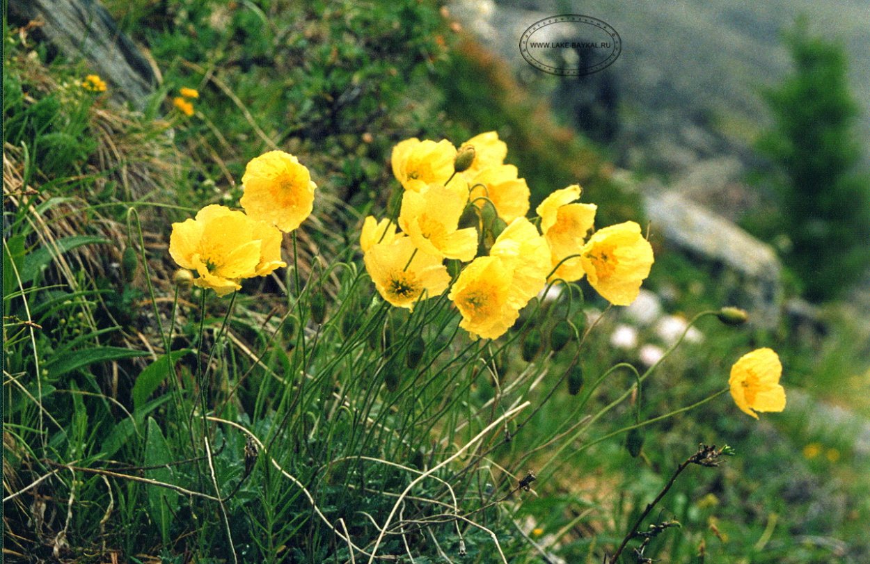 Желтый полевой Мак Байкал