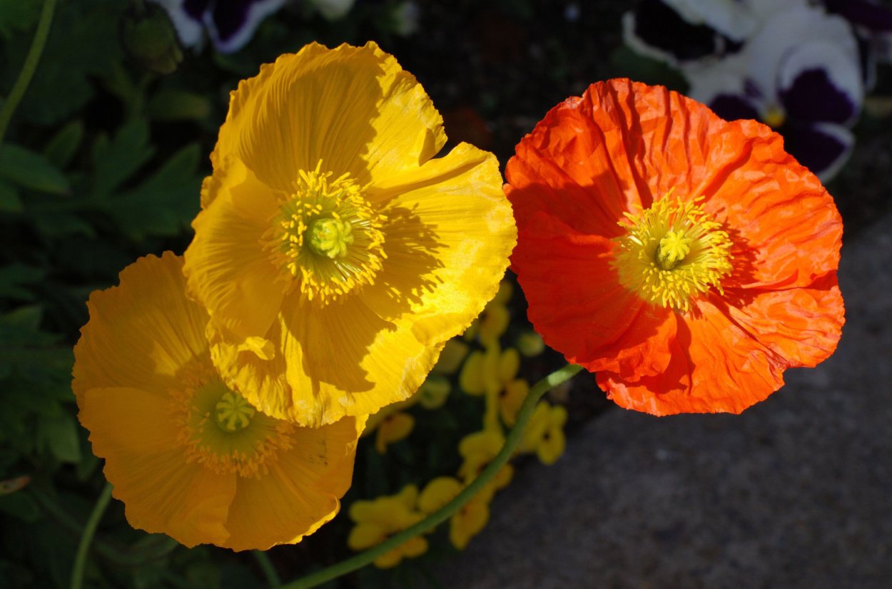 Мак самосейка желтые