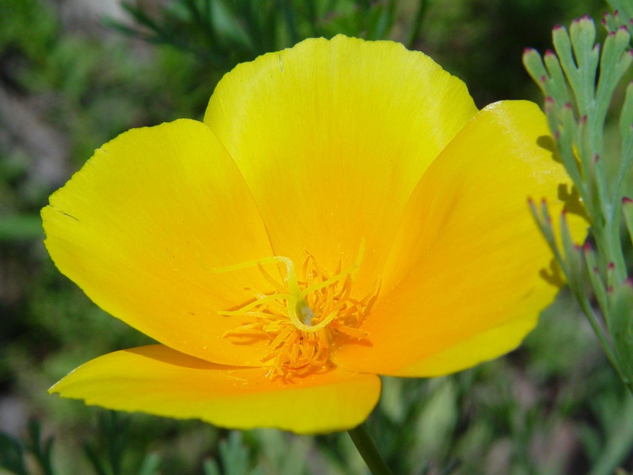 Эшшольция желтая