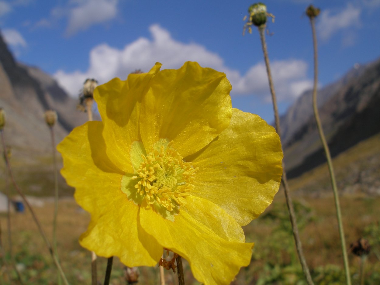 Мак в Киргизии желтый